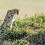 Photo Savannah animals