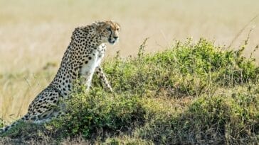 Photo Savannah animals