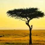 Photo Savannah landscape