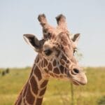 Photo Savannah animals