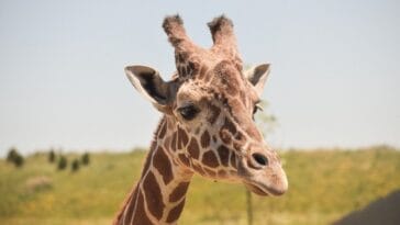 Photo Savannah animals