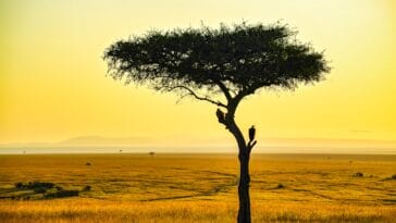 Photo Savannah landscape