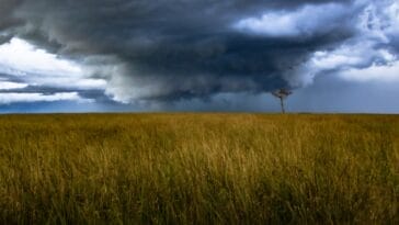 Photo Maize field