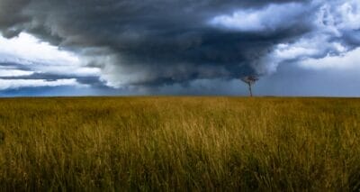 Photo Maize field