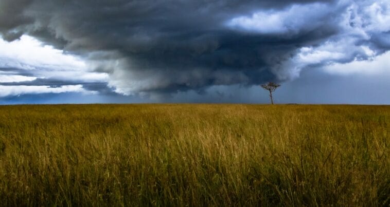 Photo Maize field