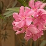 Photo Image: Soldiers Nouns: War, Africa, Liberation