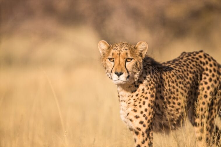 Photo Safari cuisine