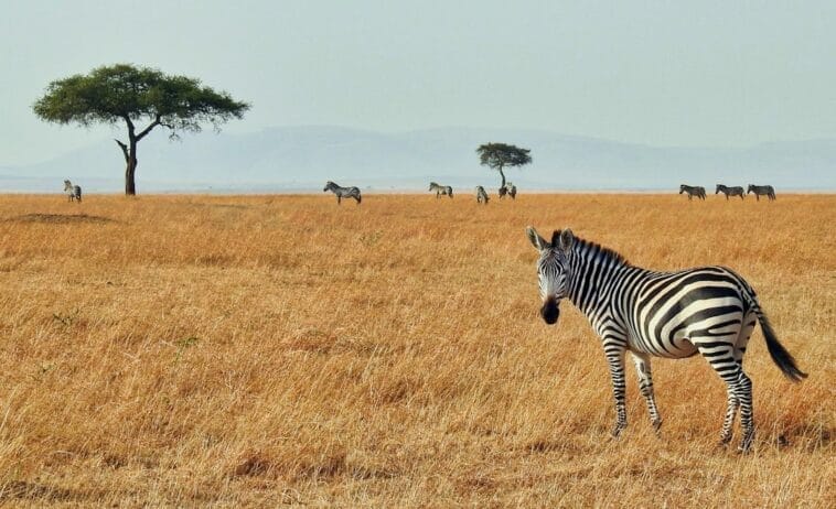 Photo Image: Safari Lodge
