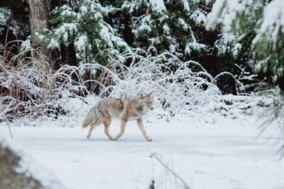 Photo Coyote howling