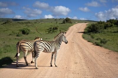Photo Safari lodge