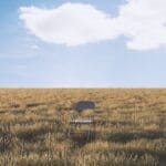 Photo Dry grasslands