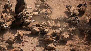 Photo Victoria Falls