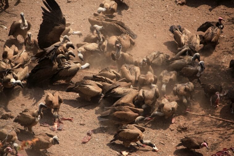 Photo Victoria Falls