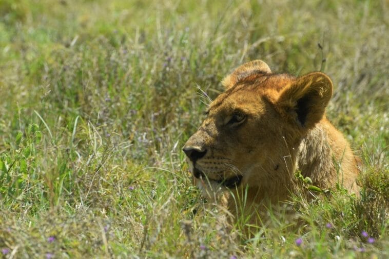 Photo Serengeti National Park