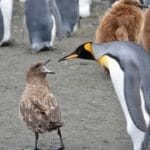 Photo Penguin colony