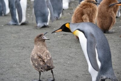 Photo Penguin colony