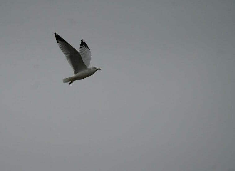Photo Southern tip