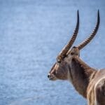 Photo Safari animals