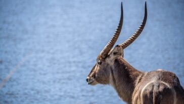 Photo Safari animals