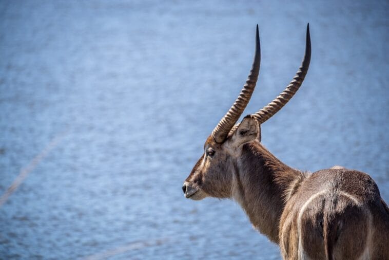 Photo Safari animals