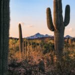 Photo Cactus landscape