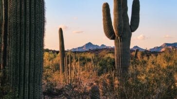 Photo Cactus landscape