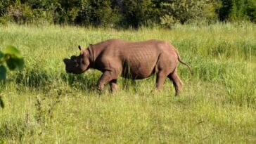 Photo Victoria Falls
