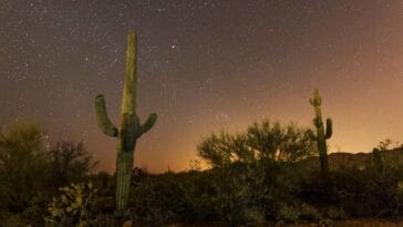 Photo Saguaro cactus