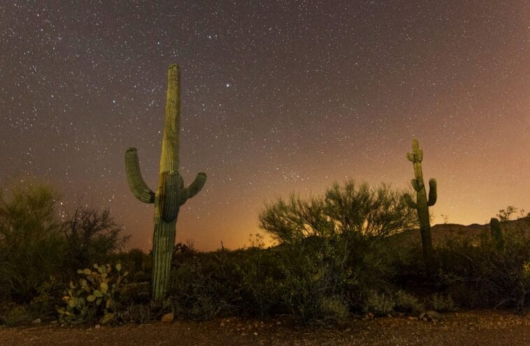 Photo Saguaro cactus