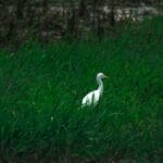 Photo Wildlife encounter