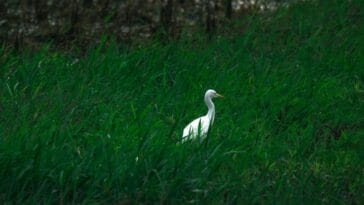 Photo Wildlife encounter