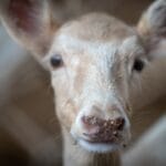 Photo Wildlife encounter