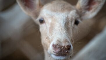 Photo Wildlife encounter