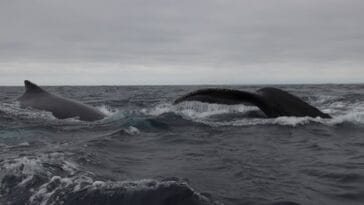 Photo Wildlife encounter