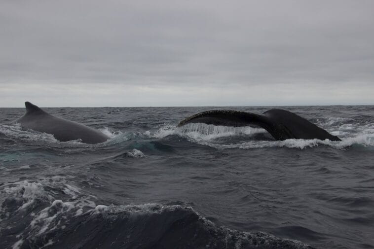 Photo Wildlife encounter