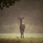 Photo Wildlife encounter