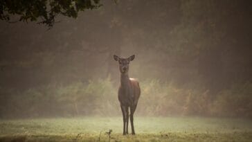 Photo Wildlife encounter