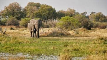 Photo Wildlife encounter