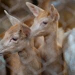 Photo Wildlife encounter