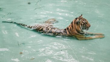 Photo Safari adventure