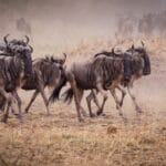 Photo Serengeti National Park