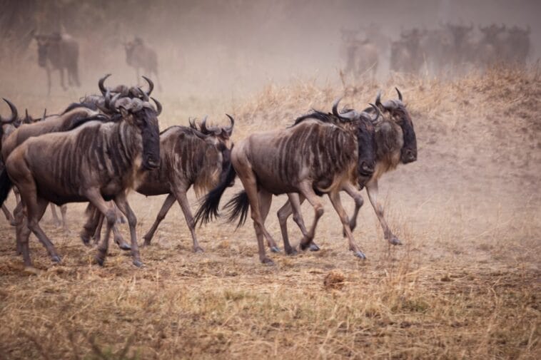 Photo Serengeti National Park