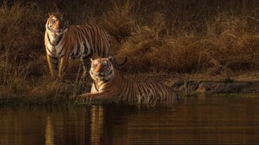 Photo Safari adventure