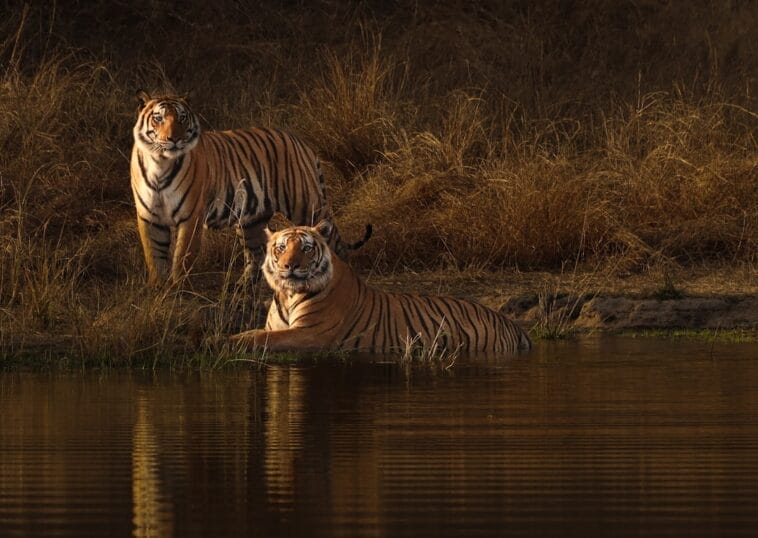 Photo Safari adventure