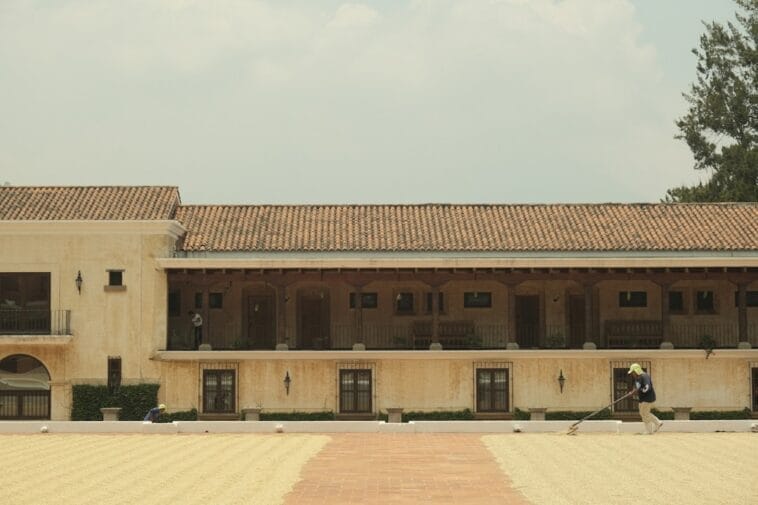 Photo Coffee plantation