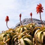 Photo Table Mountain