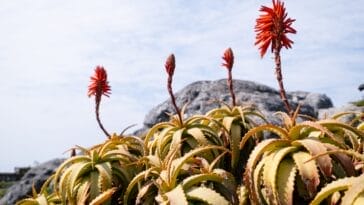 Photo Table Mountain