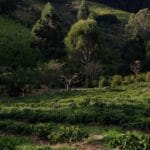 Photo Coffee plantation