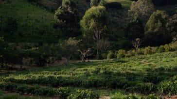 Photo Coffee plantation