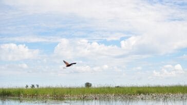 Photo Okavango Delta